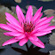 Water lily