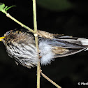 White-tipped Sicklebill Hummingbird