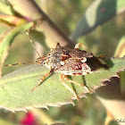 Predatory Sting Bug