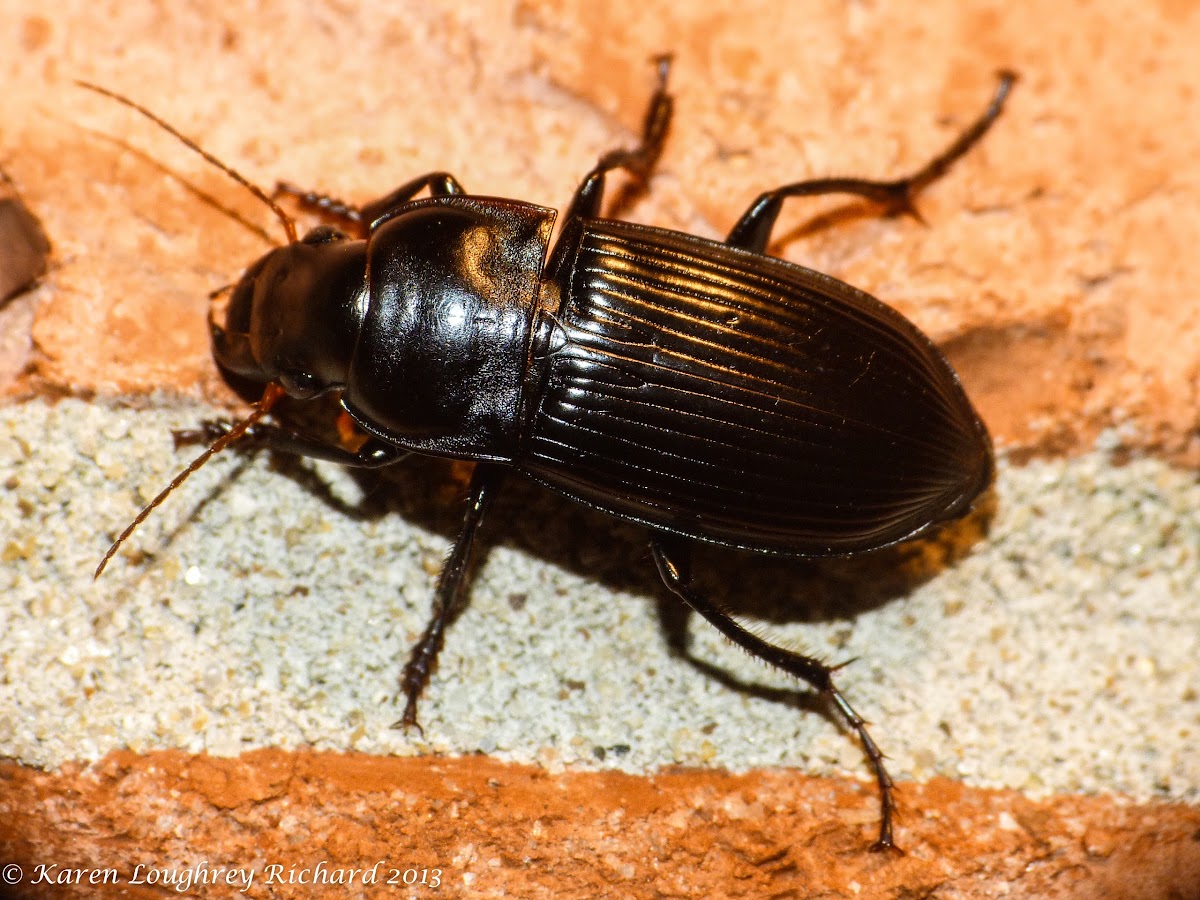 Darkling beetle