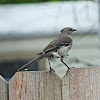 Northern Mockingbird (Cenzontle)