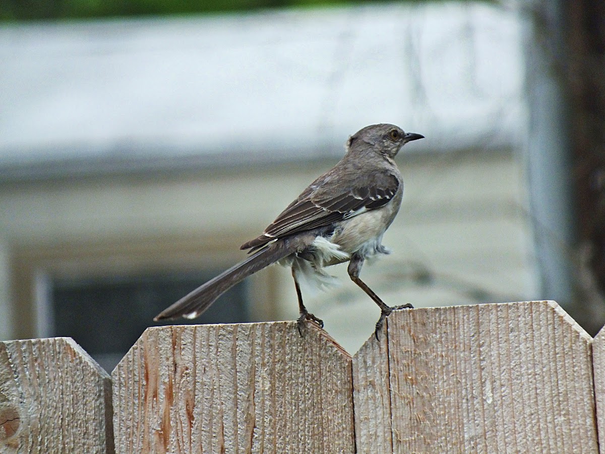 Northern Mockingbird (Cenzontle)