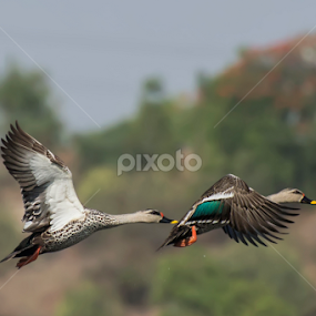 inflight....spotbilled ducks by Jignesh Chauhan - Animals Birds