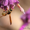 (Female) Potter Wasp
