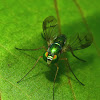 Green Long Legged Fly