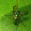 Green Long Legged Fly