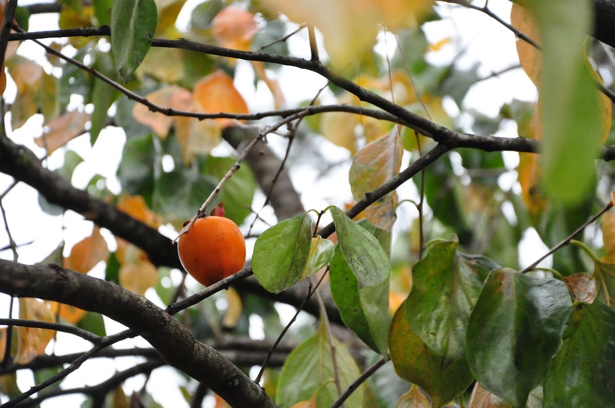 Japanese Persimmon