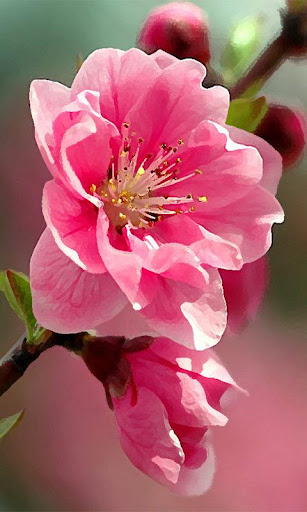 Wallpaper Sakura Flower