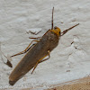 Common Footman Moth