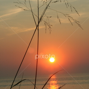 Grass Sunset by Elsie Nisonen - Landscapes Sunsets & Sunrises