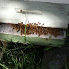  Honey bee