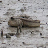 Giant Mudskipper