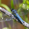 Spangled Skimmer dragonfly (male)