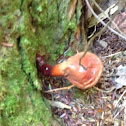 Red lacquer mushroom