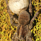 Carolina Wolf Spider