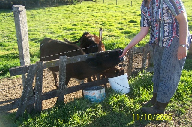 [JudyfeedCalf[2].jpg]