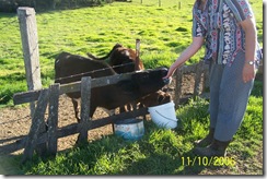 JudyfeedCalf