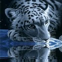 White Tiger Lick Azure Water logo