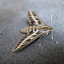 white-lined sphinx moth