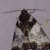 Tufted bird dropping moth