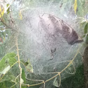 Tent caterpillar