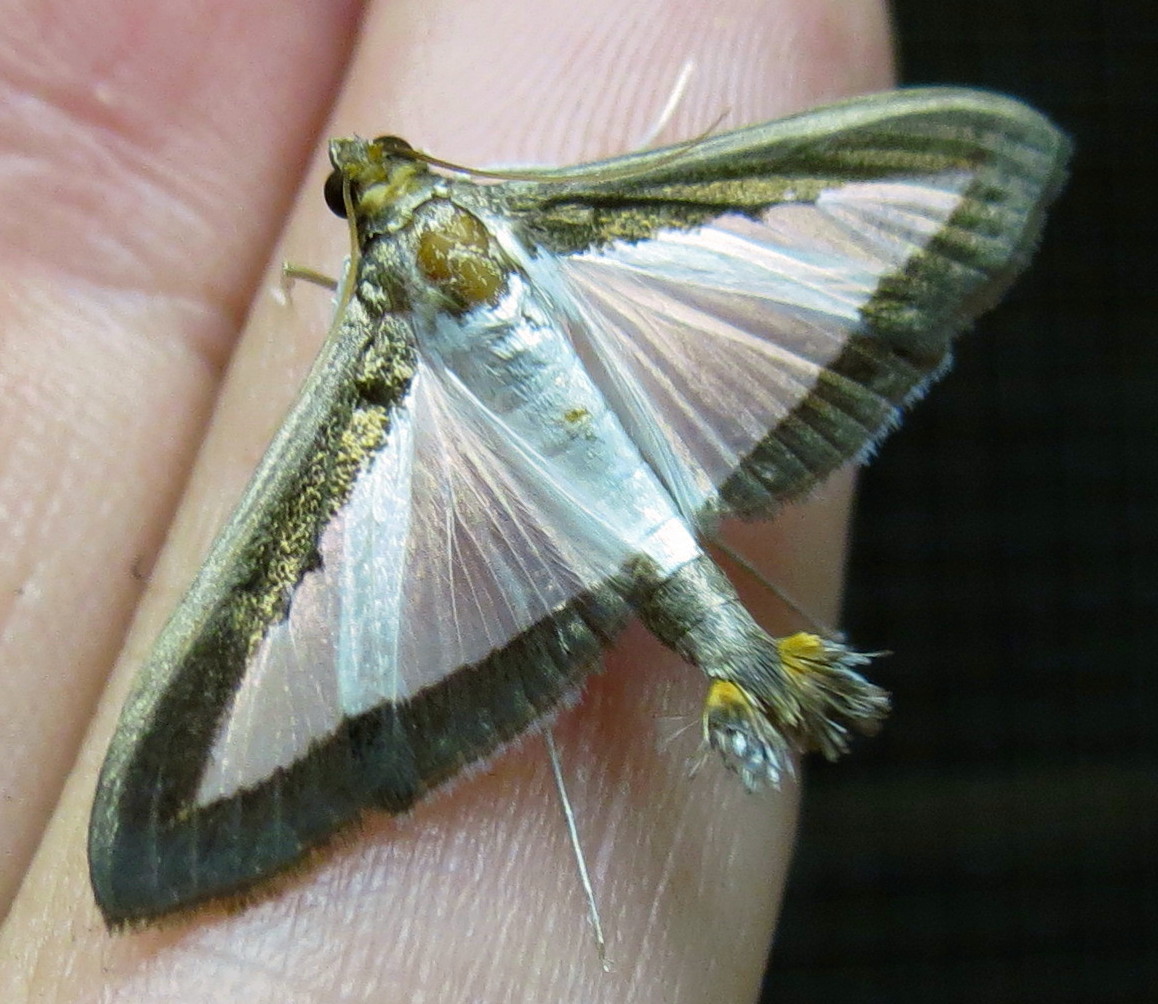 Melonworm moth