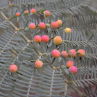Acacia galls