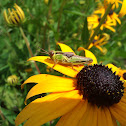 Two-Striped Grasshopper