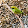 Green Bee Eater