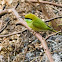 Green Bee Eater