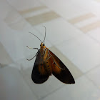 Snouted Tigers Moth