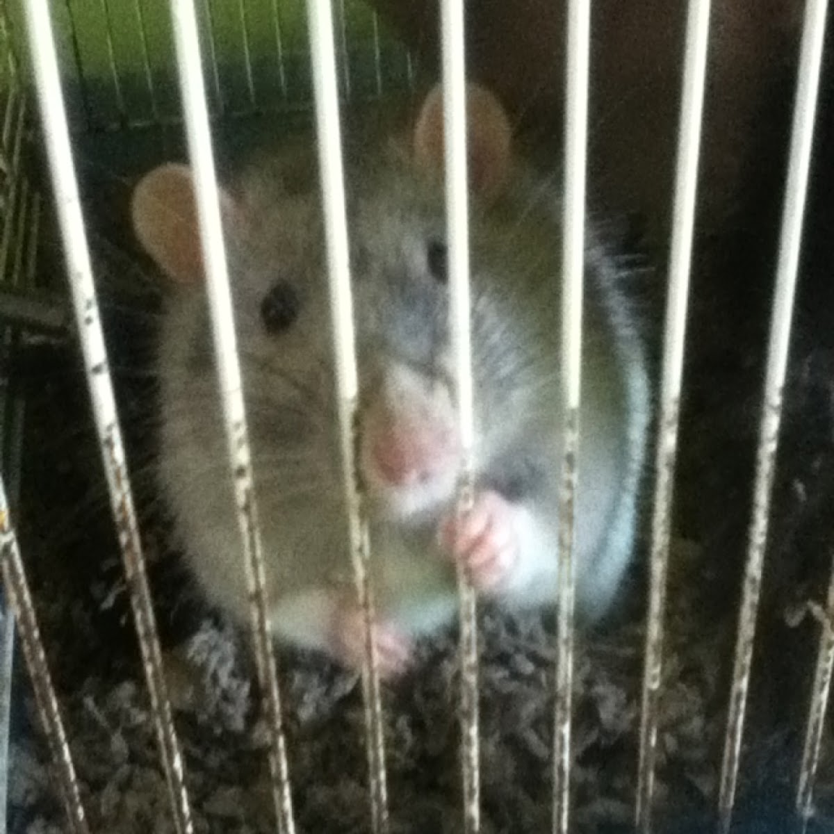 Fancy Rat