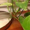 Heart-leaved Philodendron