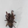 Hackledmesh Weaver Spider