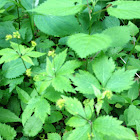 Black snakeroot