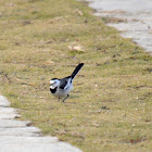 White wagtail