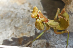Dwarf Mantis Species