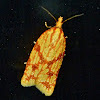 Sparganothis fruitworm moth