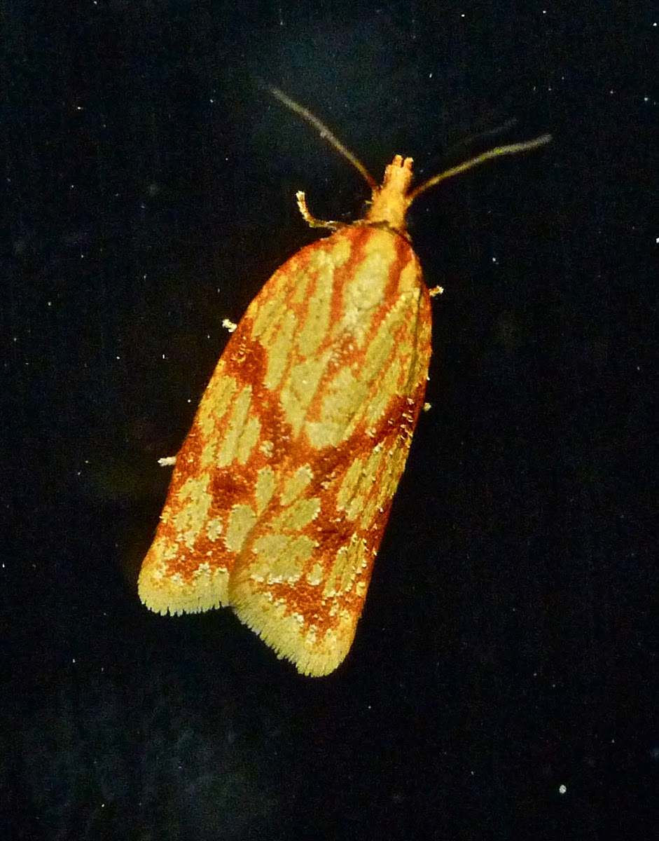 Sparganothis fruitworm moth