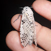 Leopard Moth