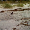 Fish crow