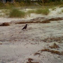Fish crow