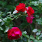red rumbler rose