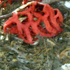 Latticed Stink Horn