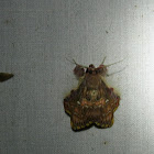 Walker's Moth