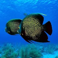 Underwater Wallpapers APK カバーアート