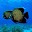 Underwater Wallpapers Download on Windows