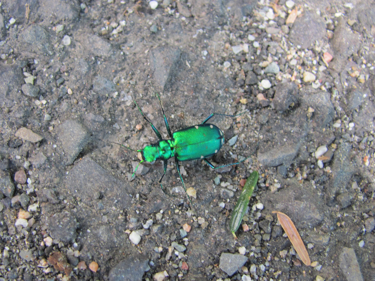 six-spotted tiger beetle