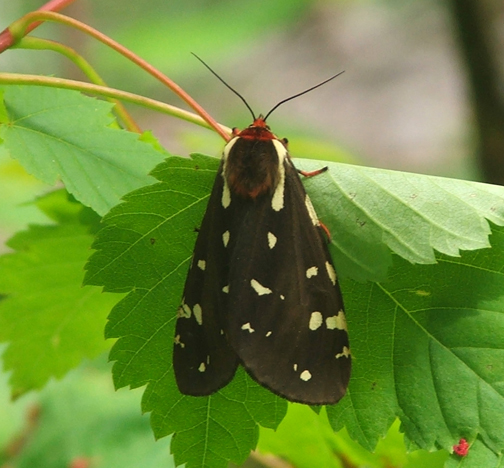 St. Lawrence Tiger Moth