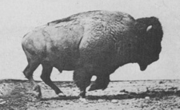 180px-Muybridge_Buffalo_galloping
